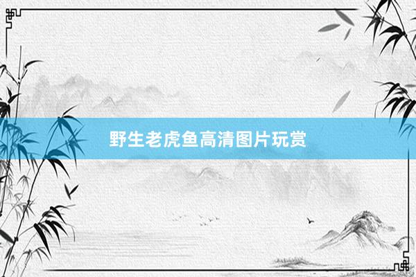 野生老虎鱼高清图片玩赏